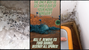 Basement mold removal Newark delaware collage foto