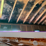 Mold Remediation in Bear Delaware – Get Rid of Mold Now