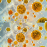 🏡 Basement Mold Remediation in Hanover, PA