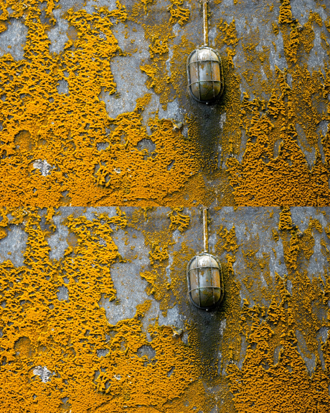 This was a tough Mold to remediate in York Pennsylvania.