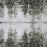 🧱 Basement Mold Remediation in Red Lion, PA