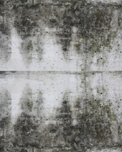 Mold removal from this basement in red lion Pennsylvania.