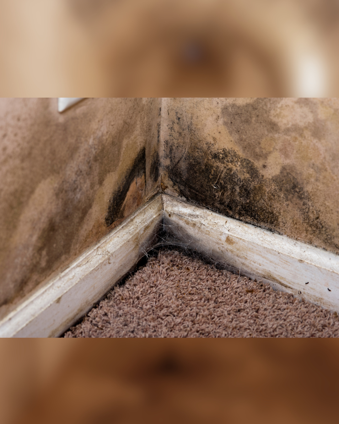 Basement mold removal in Gettysburg PA