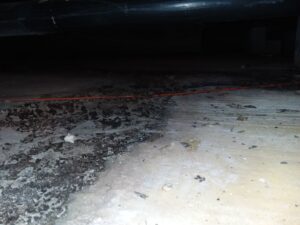 basement mold removal in west chester pa blog header