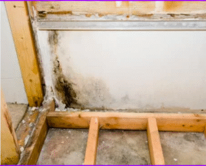 Mold removed from this basement in Kent County DE