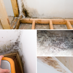 Basement Mold Isn’t Dangerous?