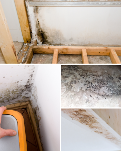 Moldy basement collage picture